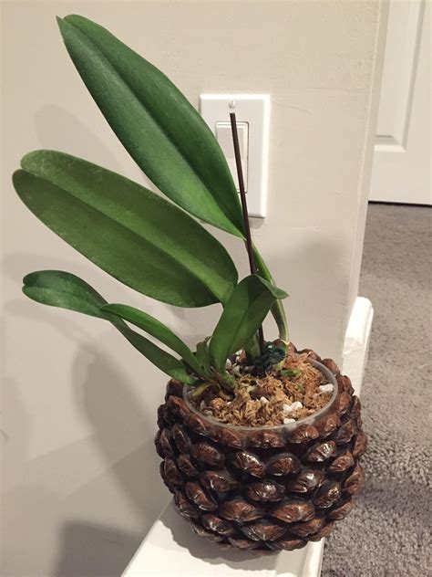 Unexpected score! : r/orchids