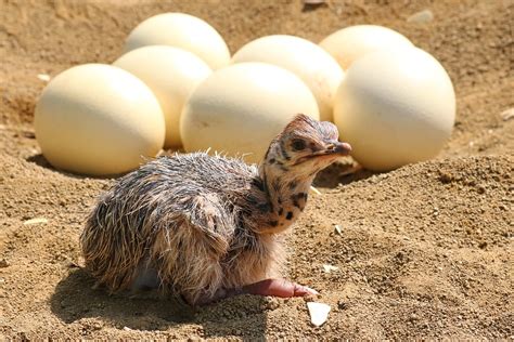 Ostrich Bird Strauss - Free photo on Pixabay - Pixabay