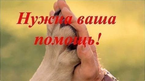 Петиция · Создание приюта в г. Новозыбков Брянская область - Россия ...