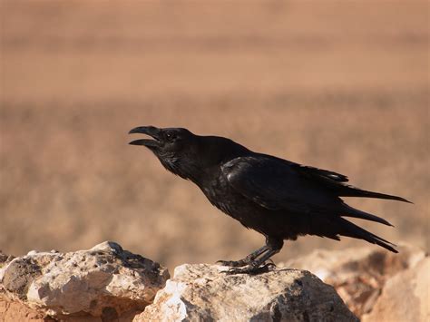 Ворон (лат. Corvus corax)