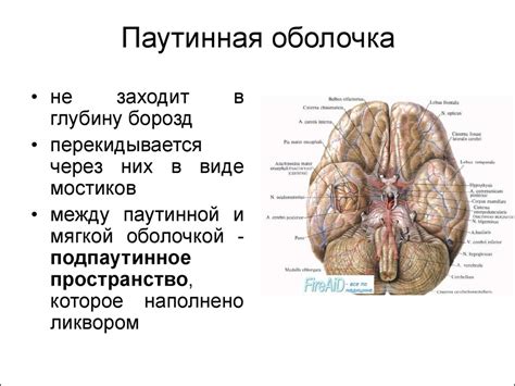 Анатомия головного мозга - презентация онлайн