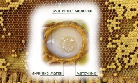 Все про маточное молочко для мужчин — 6 полезных свойств, отзывы