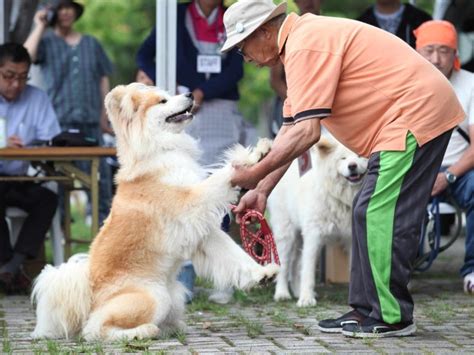 今年の「ブサかわ犬」は？ わさお大賞、飼い主への追悼も | 「犬や猫ともっと幸せに」をコンセプトにしたWEBメディア「sippo」
