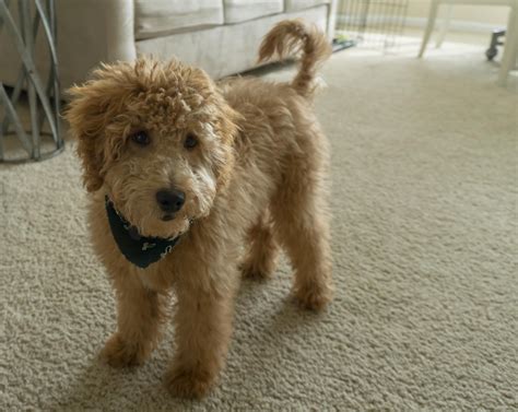 Meet Spencer, Our Now Six Month Old Mini Goldendoodle : r/Goldendoodles