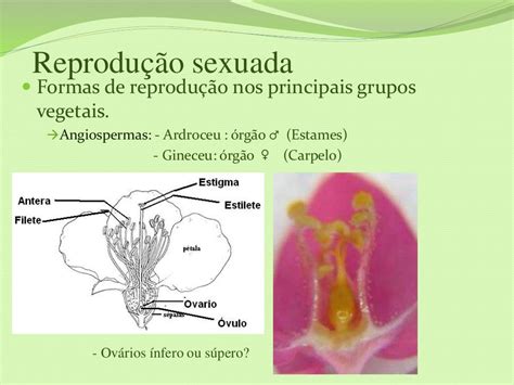 Diferencie Os Termos Reprodução Assexuada E Reprodução Sexuada