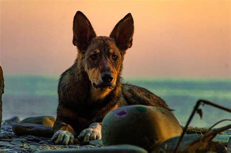Can German Shepherds Eat Bananas: A Safe Dietary Addition?
