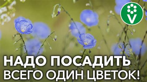 КАК Я СПАС КАРТОФЕЛЬ от колорадского жука - YouTube