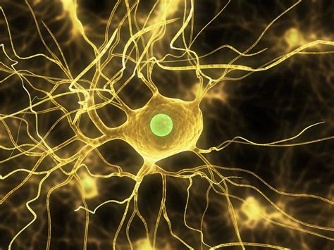 4 Categories of Regenerative Medicine | National Spine Health Foundation