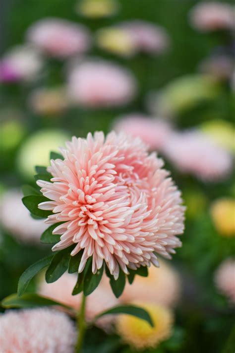 China Aster ‘King Size Apricot’ – Zoe Woodward Gardening