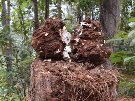 benefits  poria cocos mushroom rainbow biotech