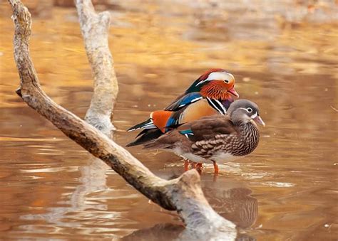 Feng Shui Mandarin Ducks for Luck in Love and Marriage