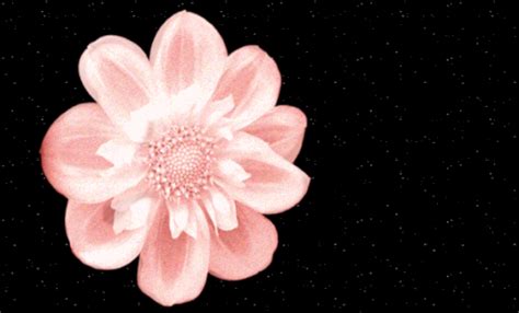 virag csillag fenyerosseg ingyenes gif ek  pixabayen pixabay