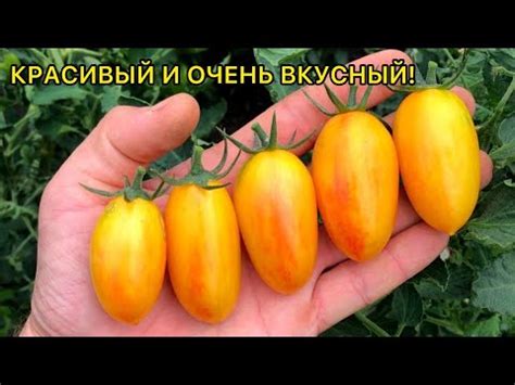 Золото амишей - обзор сорта томата. - YouTube