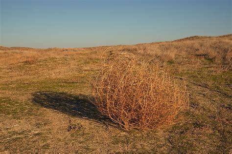 How Does Tumbleweed Form at Marian Dunning blog