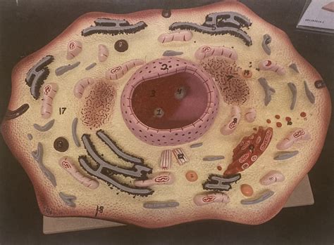 cell anatomy diagram quizlet