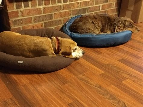 Sleeping Dogs - Free photo on Pixabay - Pixabay