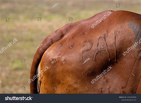 Brahmane Images, Stock Photos & Vectors | Shutterstock