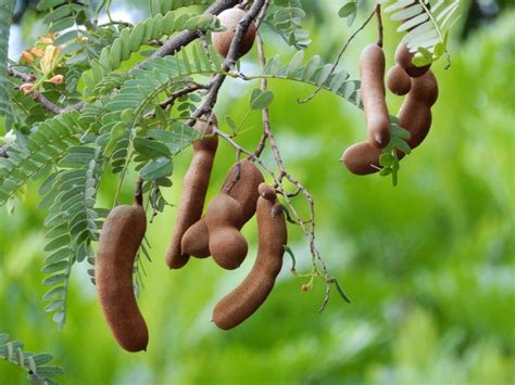 Tamarind Tree (Tamarindus indica) - Garden.org