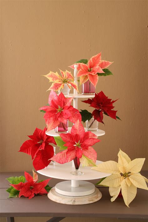 11 Sample Poinsettia Displays With New Ideas | Wallpaper HD and Aesthetic