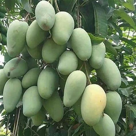 erek erek 2d buah mangga 1