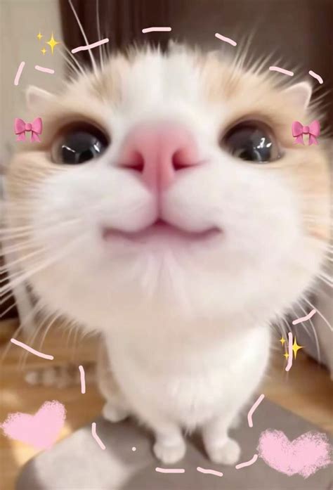 binatang lucu kucing gambar hewan lucu bayi hewan lucu