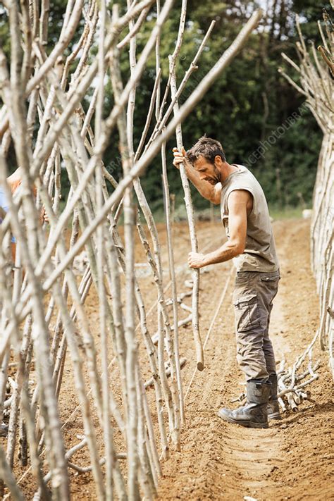 A man making a framework from pea sticks - Stock Image - F017/6684 ...