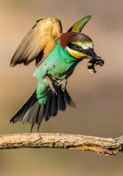European Bee-eater (Merops apiaster) (Photo credit: José Freitas ...