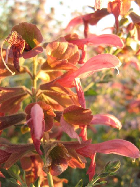 Salvia lanceolata in 50mm Forestry Tube – Trigg Plants