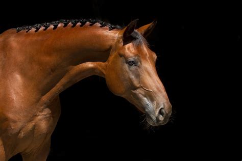 finance  horses hq magazine
