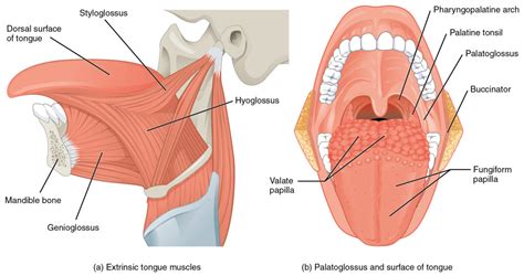 Lips and Tongue: Anatomy | Concise Medical Knowledge