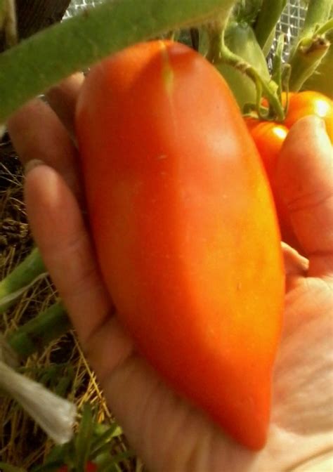 Томат Дамский угодник: описание сорта, ОТЗЫВЫ (38), фото | tomatland.ru
