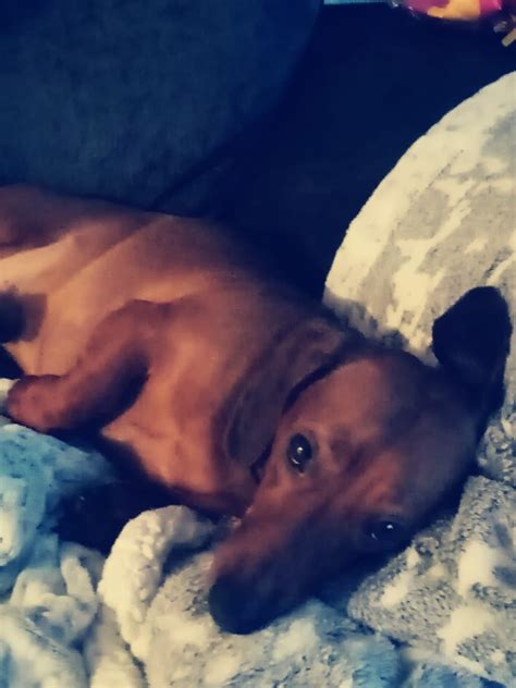 Our little demon dog Chase : r/Dachshund