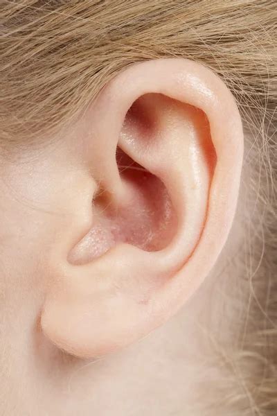 Female ear Stock Photos, Royalty Free Female ear Images | Depositphotos