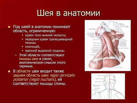 Миология. Анатомия, биомеханика движений и топография мышц головы и шеи ...