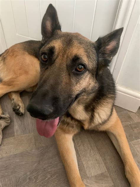 URGENT! German Shepherd Dogs South East England @ GERMAN SHEPHERD DOG RESCUE