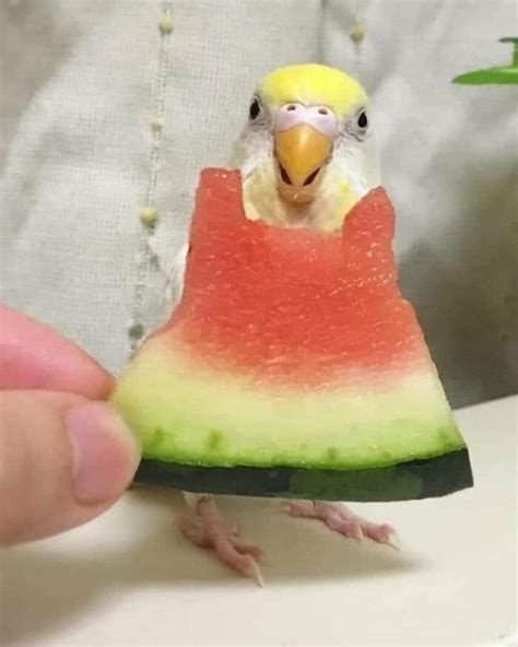39 Giggle-Worthy Memes Where Birds Took Center Stage | Bored Panda