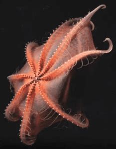 Bioluminescent Octopus Facts: The Glowing Umbrella of the Sea - Odd Facts