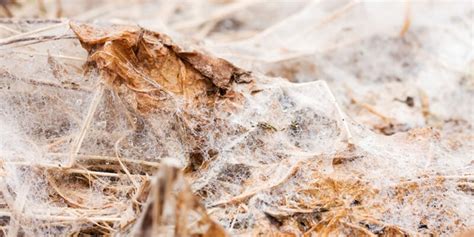 Снежная плесень – угроза озимым посевам — ASM-AGRO