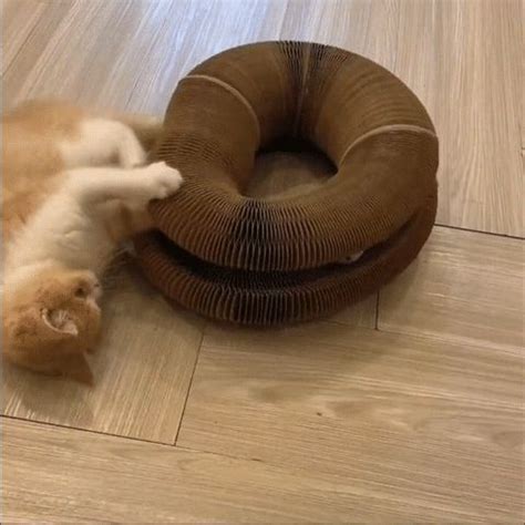 Multipurpose Organ Cat Scratching Board (60% OFF TODAY!) | Cat toys ...