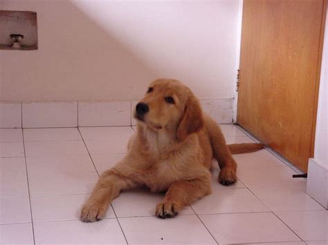 goldenretrieverloversdailyinstagram