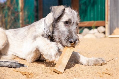 Premium Photo | Six month old irish wolfhoundportrait of irish ...