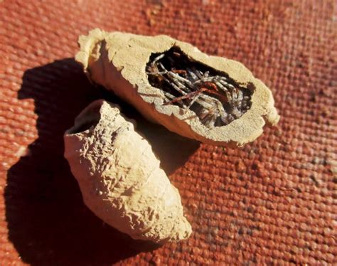 mud dauber nest stock  pictures royalty  images istock