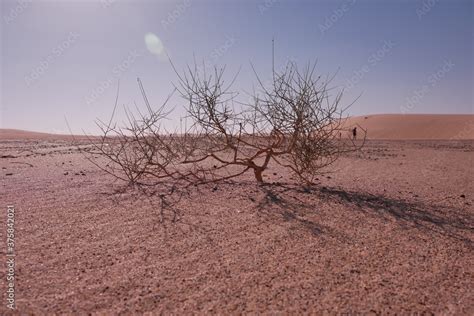 Desert plants in the Empty Quarter of Saudi Arabia Stock Photo | Adobe ...