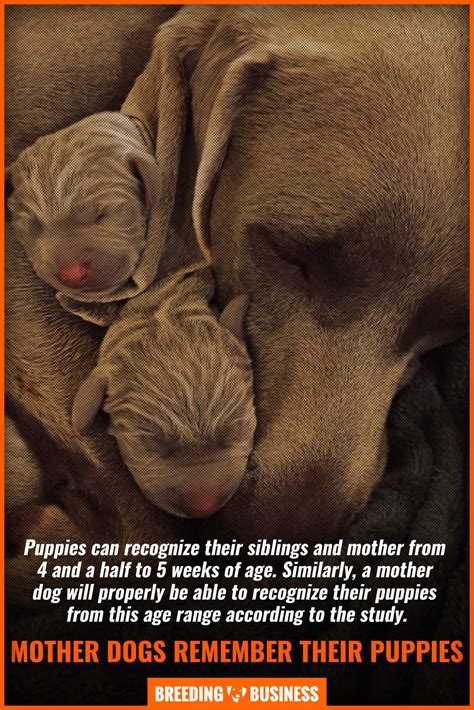And Their Mother's Human 7