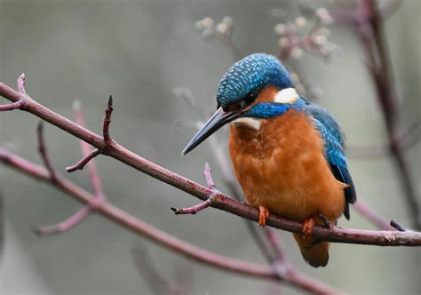 Kingfisher Photos, Download The BEST Free Kingfisher Stock Photos & HD ...
