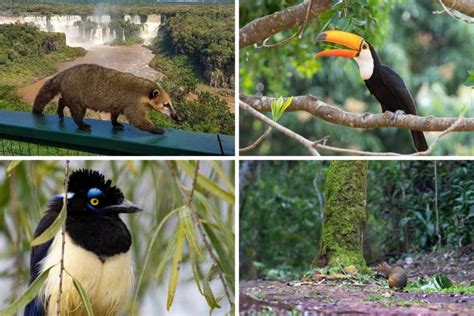 Wildlife of Iguazu Falls, Brazil and Argentina
