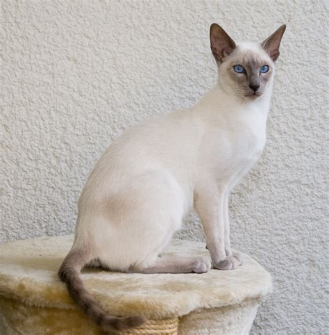 Siamkatze – Wikipedia
