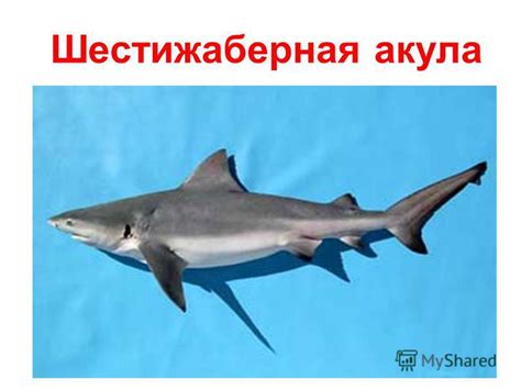 Презентация на тему: "Акулы Рогатая акула Австралийская рогатая акула ...