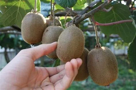 Выращиваем киви: секреты получения вкусных плодов