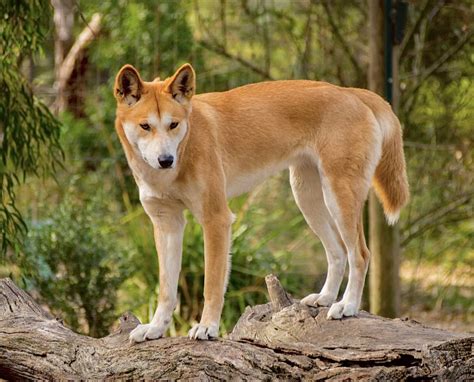 australian wild dog  dingo dingo dog wild dogs dogs